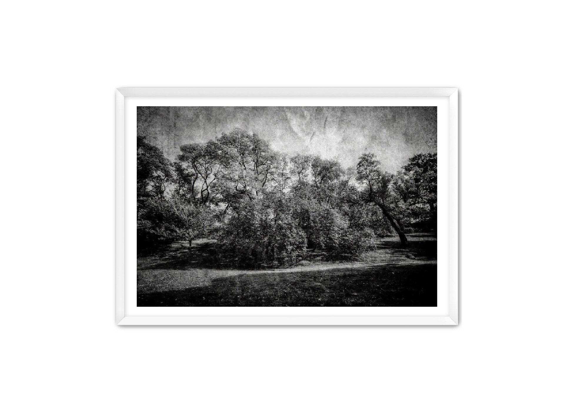 PhotoArt Prints 'LIFE OF TREES' Danielle Neumann Kelly