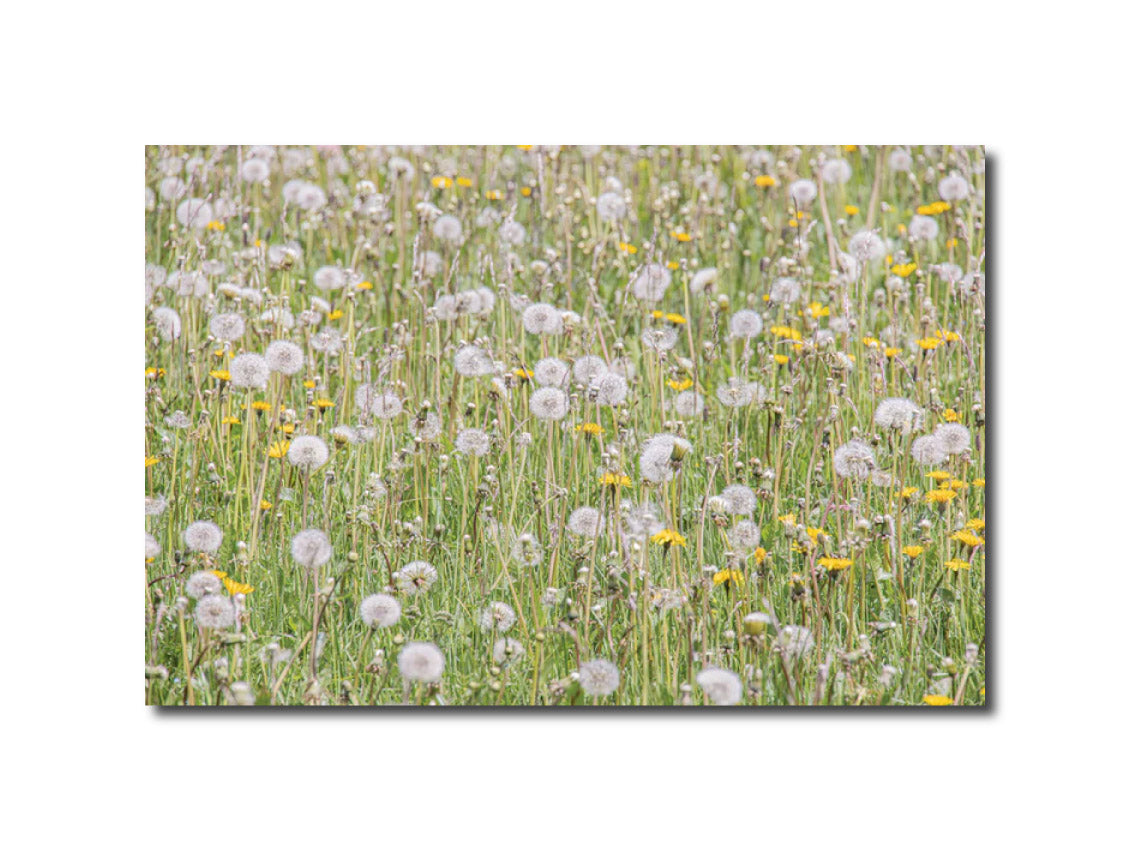photography Prints 'FIELD OF FLOWERS' Erin Rudzinski