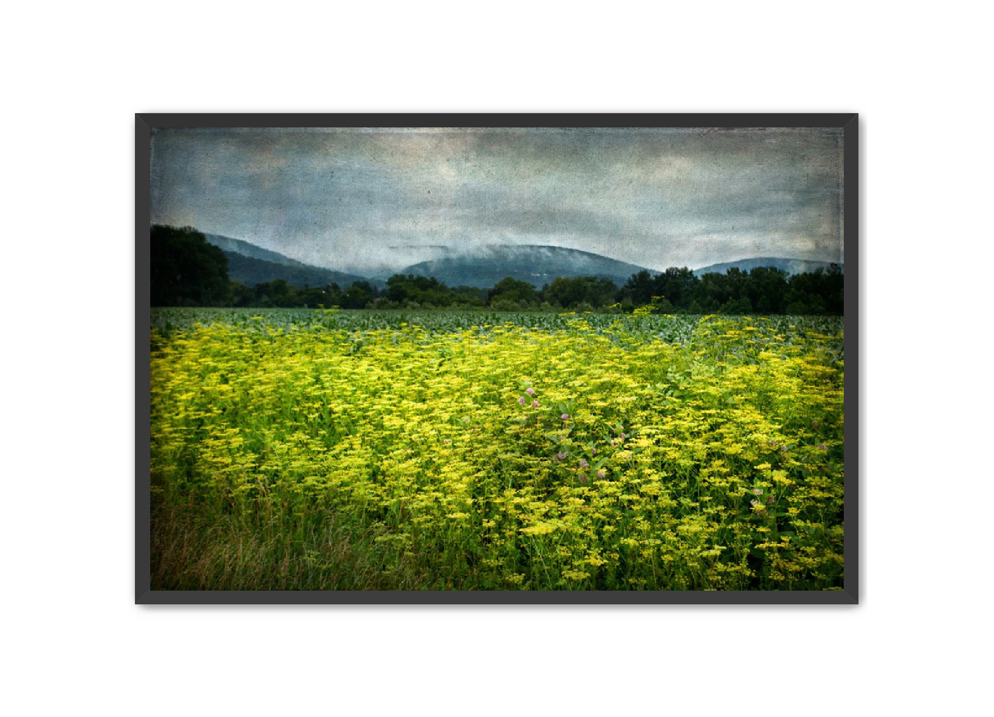 PhotoArt Prints 'SCHOHARIE WILDFLOWERS' Danielle Neumann Kelly