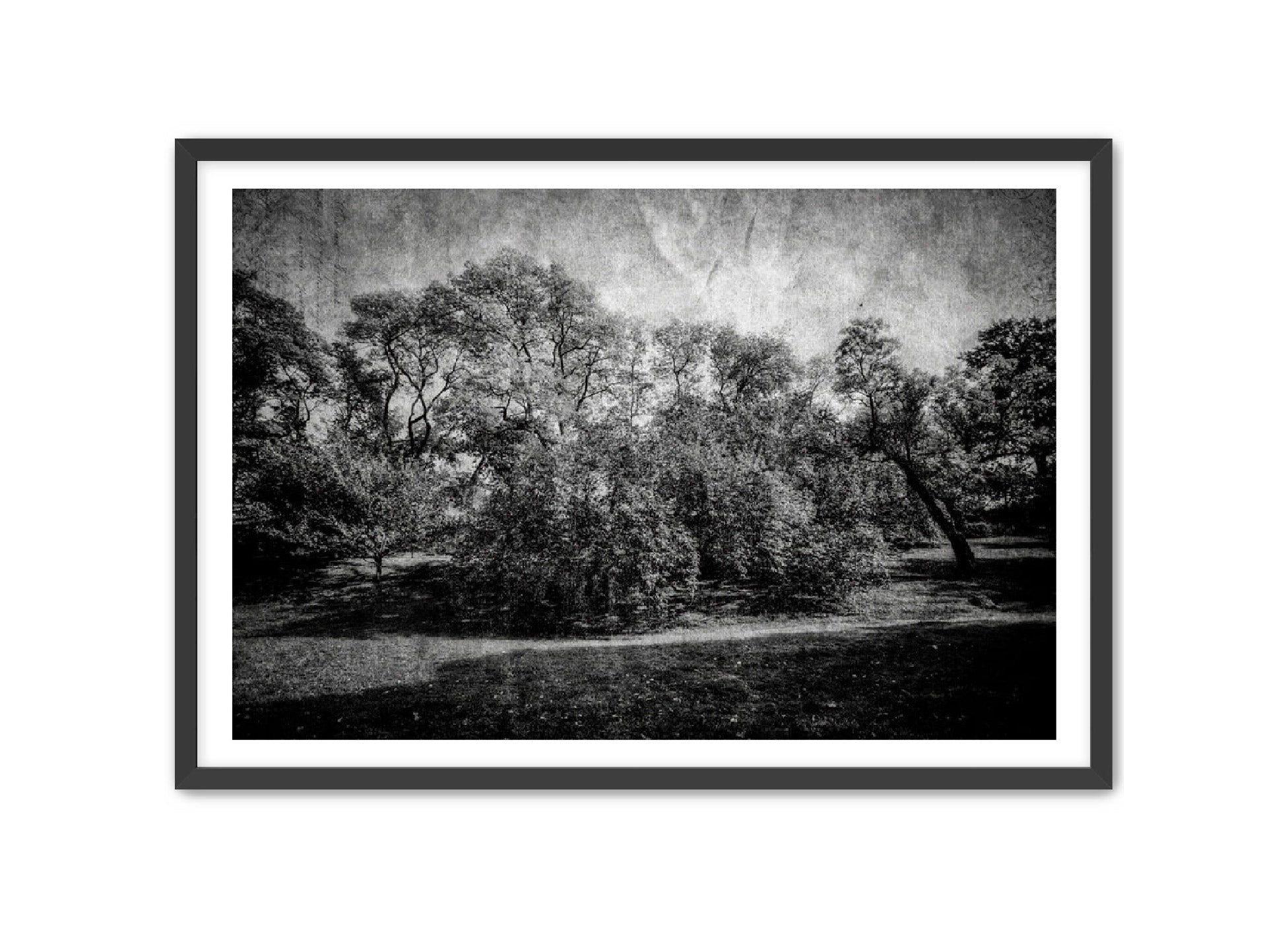 PhotoArt Prints 'LIFE OF TREES' Danielle Neumann Kelly
