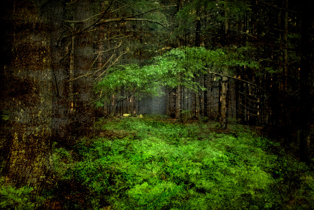 PhotoArt Prints 'TEXTURED TREES 3' Danielle Neumann Kelly