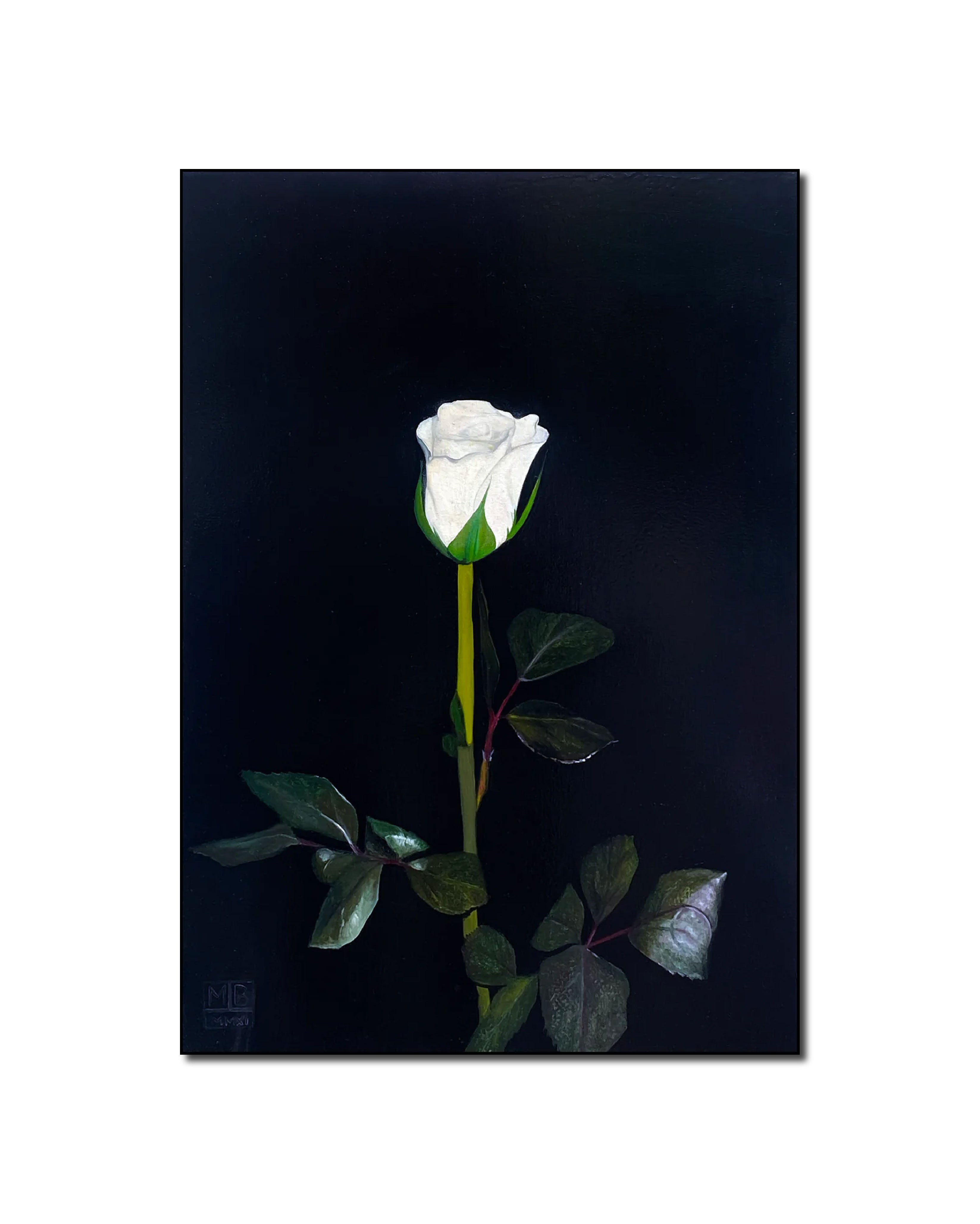 Oil 'WHITE ROSE' - Oil on Canvas Matthew Holden Bates
